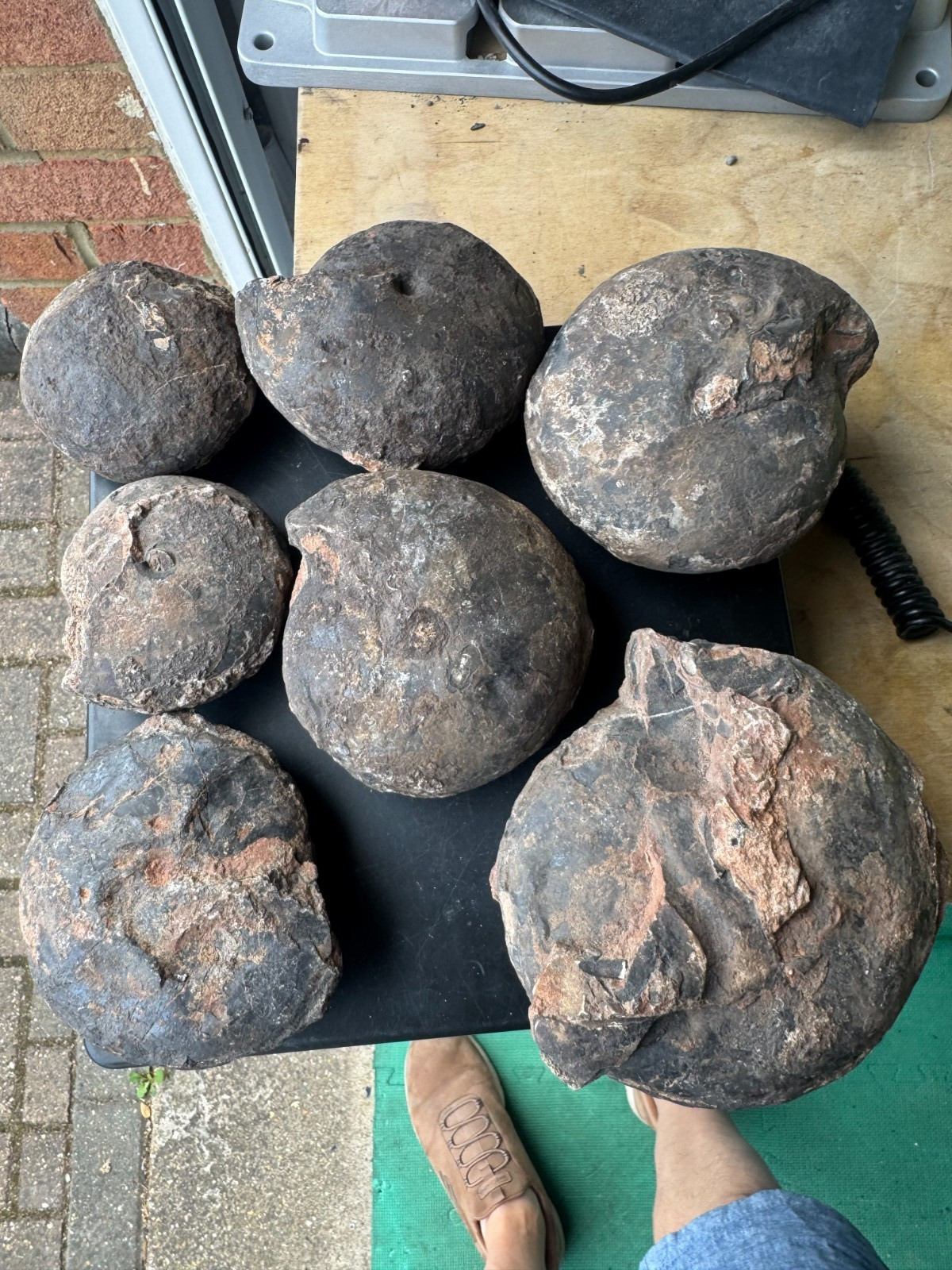 5Kg of A grade unprepped Joannites Sp  Ammonites Triassic Timor
