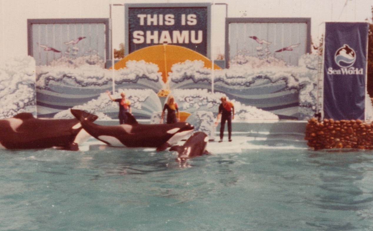 1970s Shamu Killer Whale Orca SeaWorld Marine Show Trainers Performance
