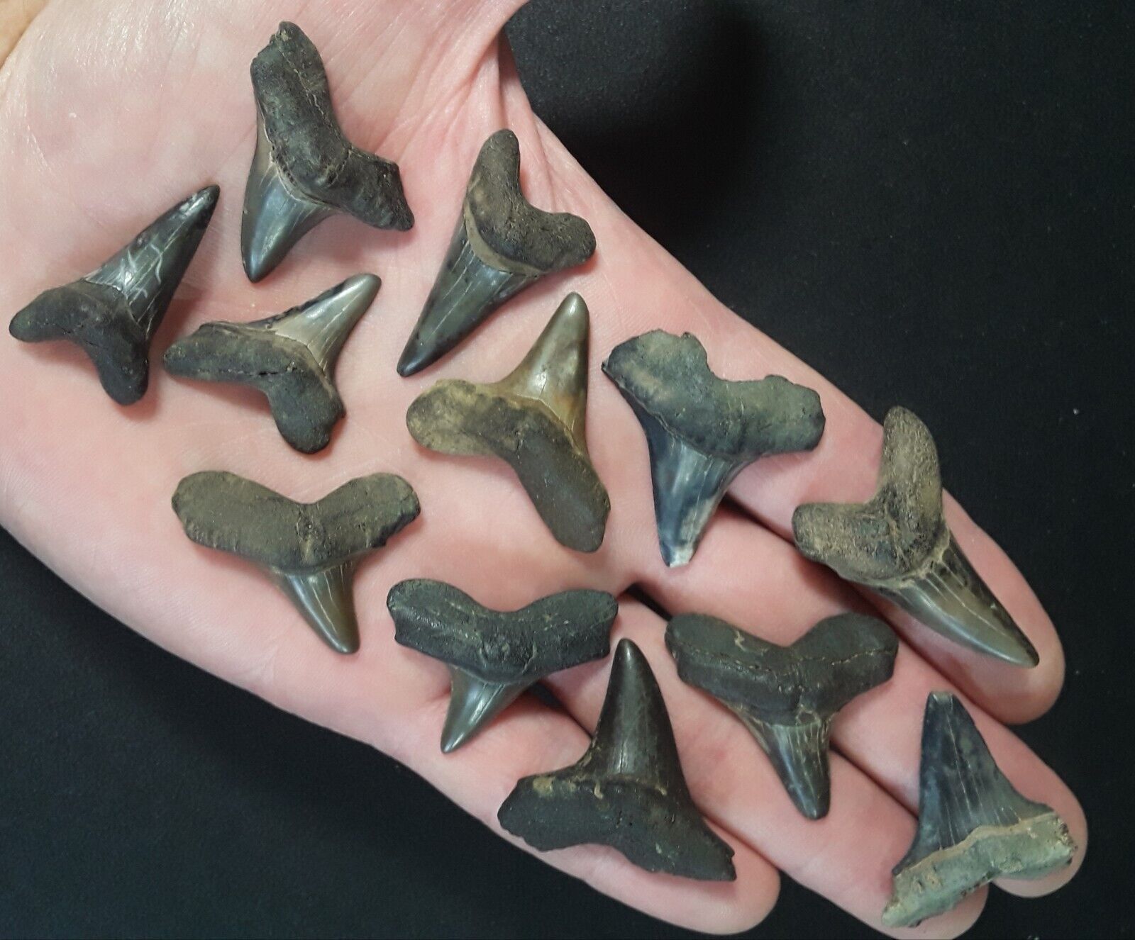 12 Rare Cretoxirhina Fossil Shark Teeth N Mississippi Aka Ginsu Shark Tooth