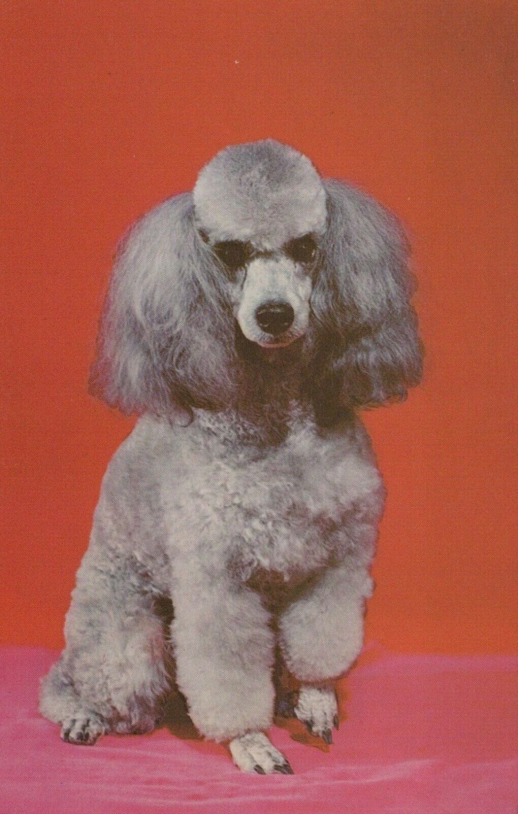 Adorable French Poodle Dog Puppy Posed Berkeley Calif Vintage Chrome Post Card