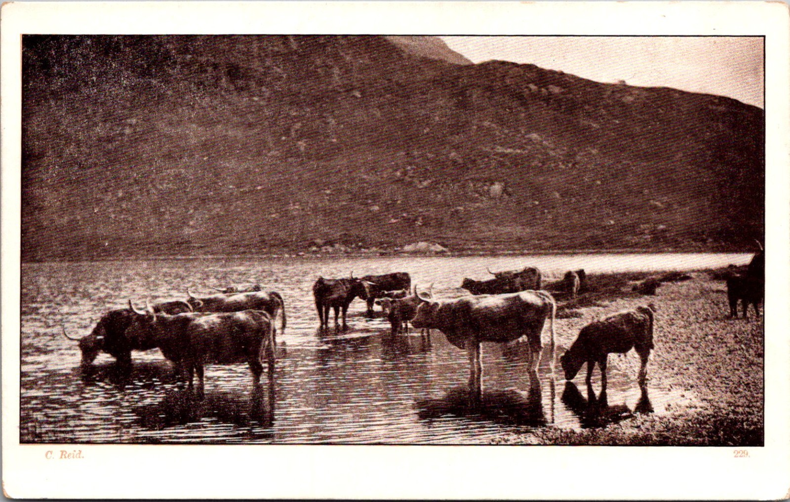 Herd Of Cattle Or Oxen Wading In Shallow Water RPPC Real Photo Postcard 4P23-8