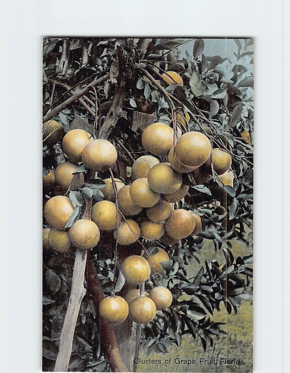 Postcard Clusters of Grape Fruit Florida USA