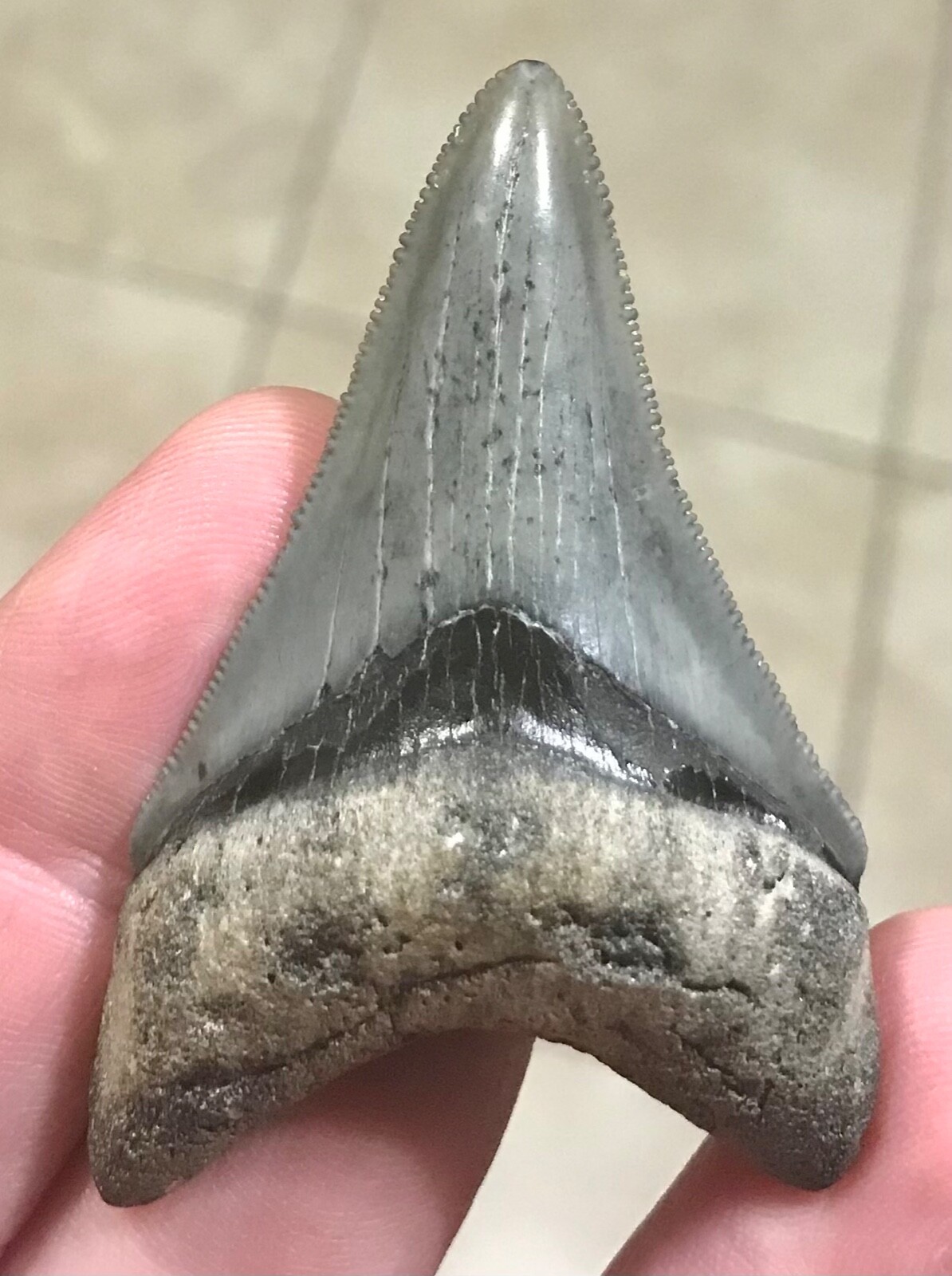 MARVELOUSLY RARE LOWER DAGGER -GOLDEN BEACH,FLORIDA- MEGALODON SHARKTOOTH FOSSIL MARVELOUSLY RARE LOWER DAGGER -GOLDEN BEACH,FLORIDA- MEGALODON SHARKTOOTH FOSSIL
