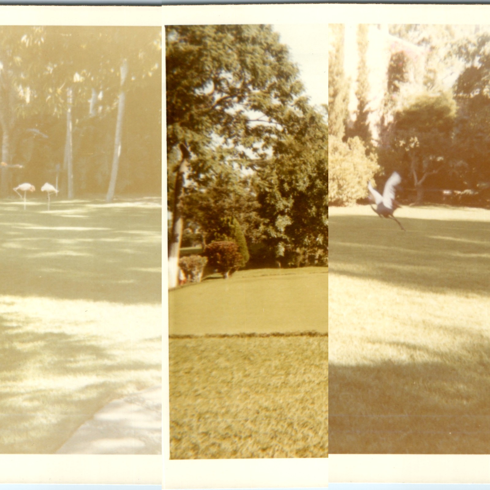 x3 LOT 1971 Taxco Mexico Snapshot Photos Golf Course Flamingos Wood Stork Vtg