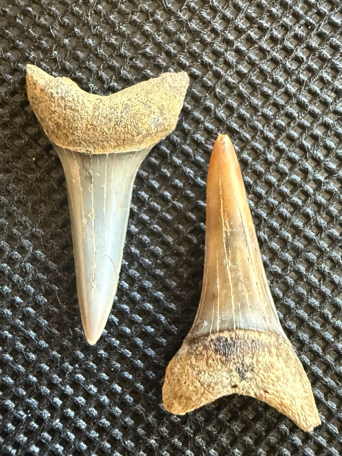 FIREZONE Pair Fossil Isurus hastalis Teeth – 1.0” & 1.0” Bakersfield, CA FIREZONE Pair Fossil Isurus hastalis Teeth – 1.0” & 1.0” Bakersfield, CA
