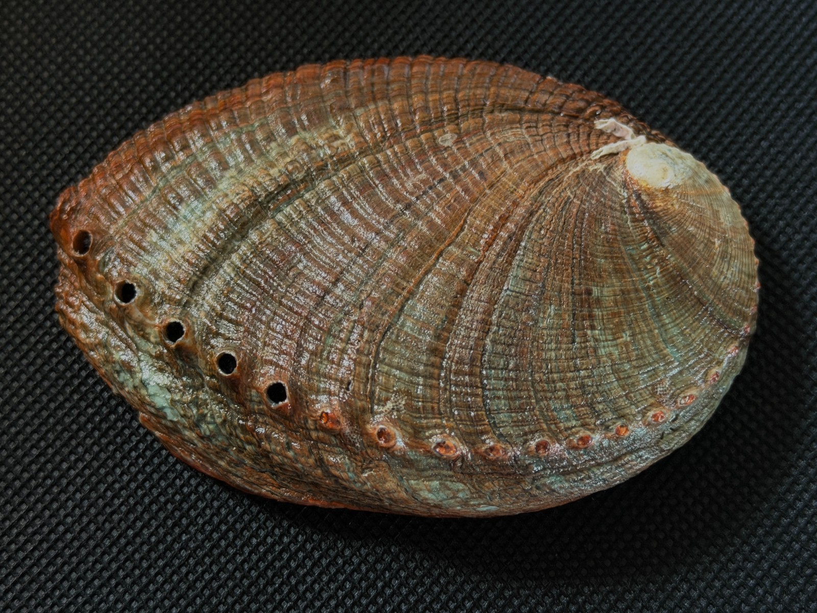 HALIOTIS KAMTSCHATKANA ASSIMILIS: LARGER THAN MY LAST OFFERINGS @ 96.68MM