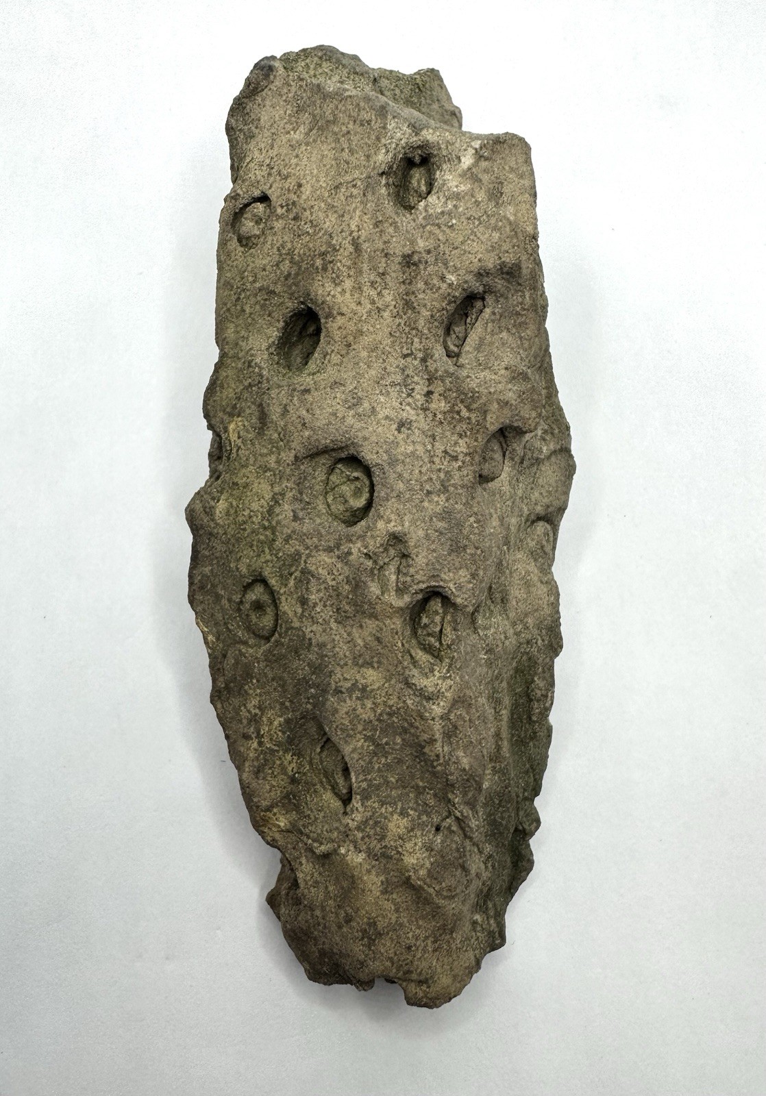 Stigmaria Fossil Root Lepidodendron Carboniferous Lycopsid Tree Found In IA 4.5”