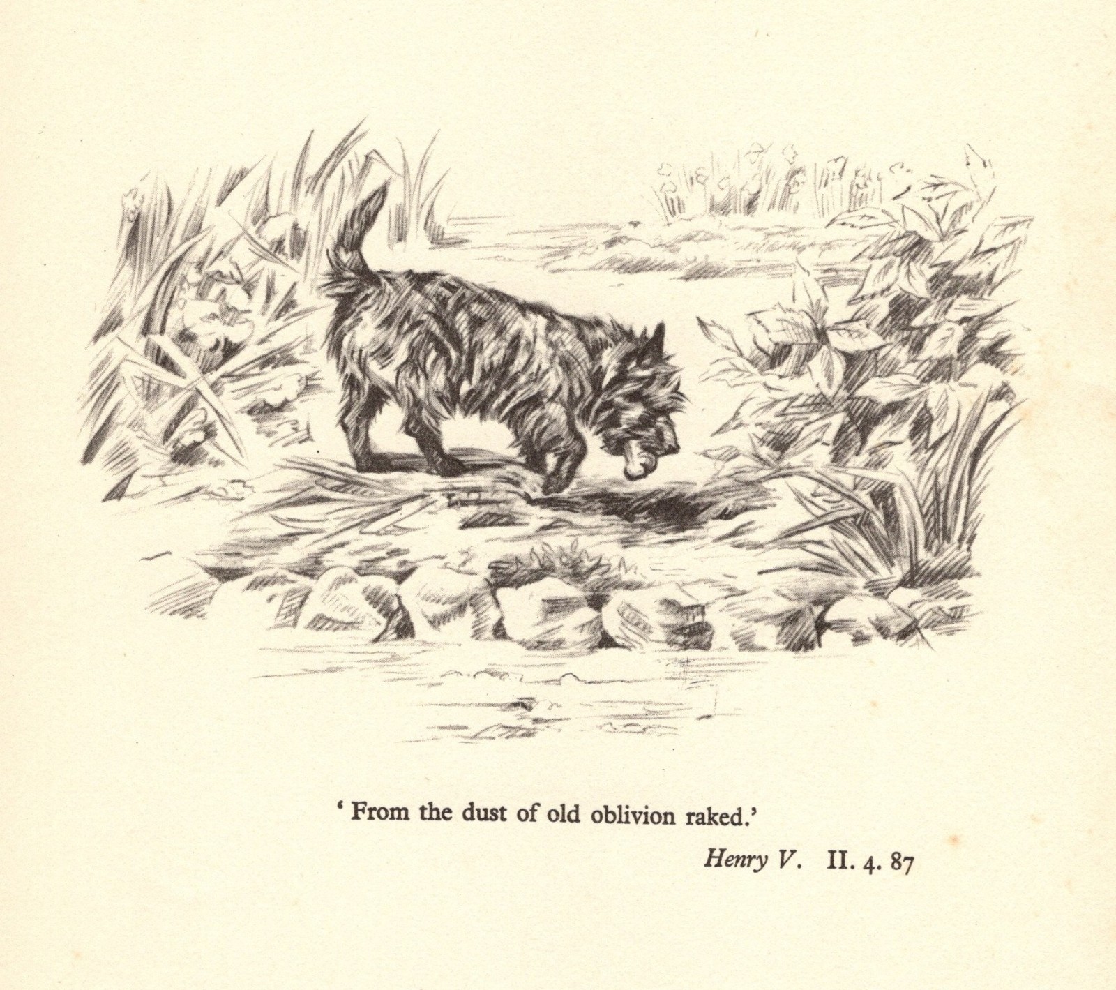 Vintage Cairn Terrier Print Shakespeare Henry V Quote Print 7065a