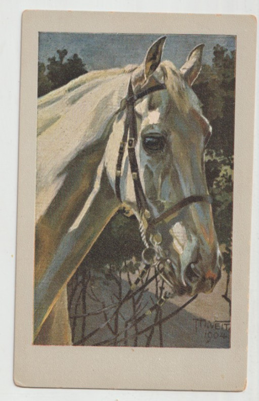 M VEIT Artist Vintage Horse Art Postcard GRAY HEADSTUDY 1904 M VEIT Artist Vintage Horse Art Postcard GRAY HEADSTUDY 1904