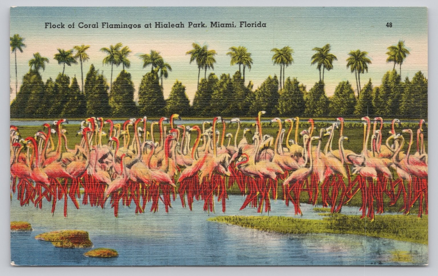 Vintage Tichnor Linen Postcard Hialeah Park Miami FL Flamingos Birds 1940s