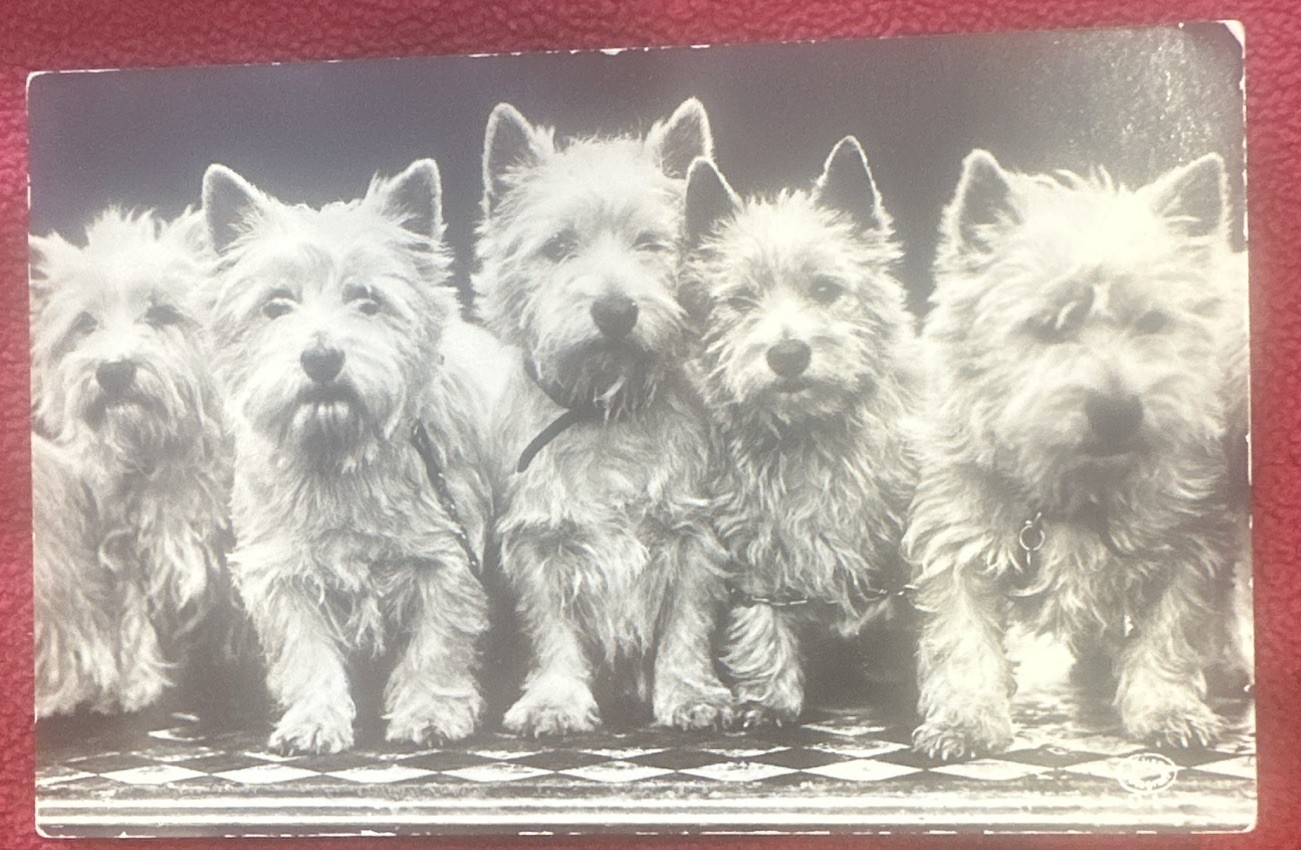 VTG Weston West Highland Terrier Postcard Unposted Westie Dog