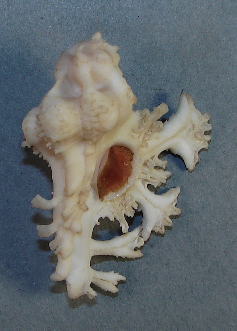 MUREX PELE 46.76mm SUPER CHOICE RARE SPECIMEN off Waianae, Oahu, HI