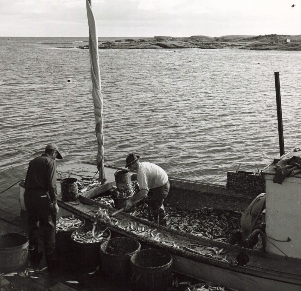 New England Herring Fisherman 1950 Press Photo 8x10 Corea Maine *P14b