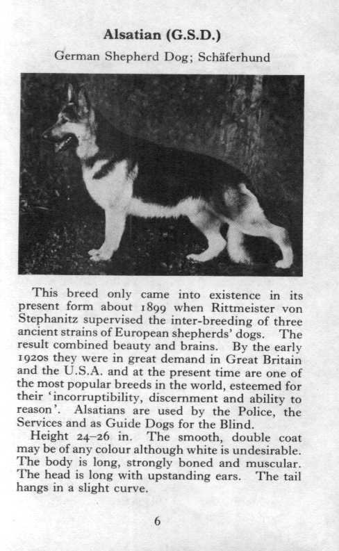 Alsatian German Shepherd - CUSTOM MATTED 1970 Vintage Dog Art Photo Print - GIFT