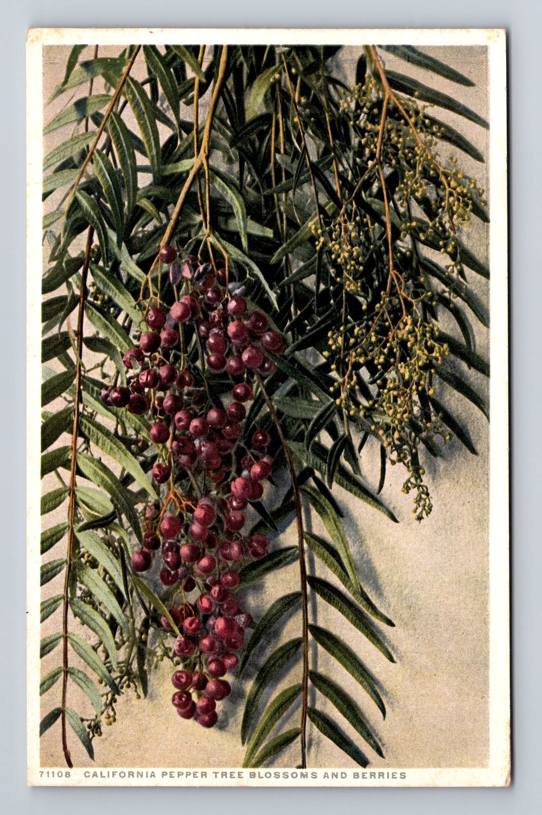 CA-California, California Pepper Tree Blossoms, Berries Antique Vintage Postcard