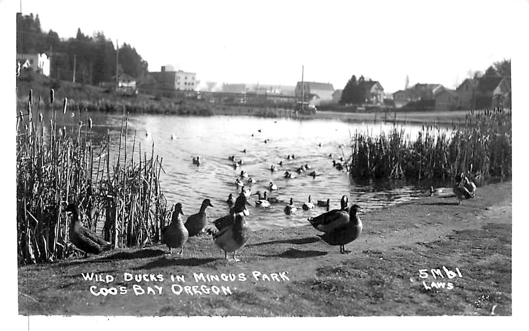 WILD DUCKS IN MINGUS PARK, RPPC, COOS BAY, OREGON, VINTAGE POSTCARD (EN782) WILD DUCKS IN MINGUS PARK, RPPC, COOS BAY, OREGON, VINTAGE POSTCARD (EN782)