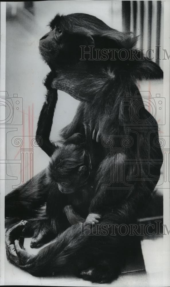 1977 Press Photo Siamang monkey, Suzie, with daughter, Mark at the Milwaukee Zoo 1977 Press Photo Siamang monkey, Suzie, with daughter, Mark at the Milwaukee Zoo