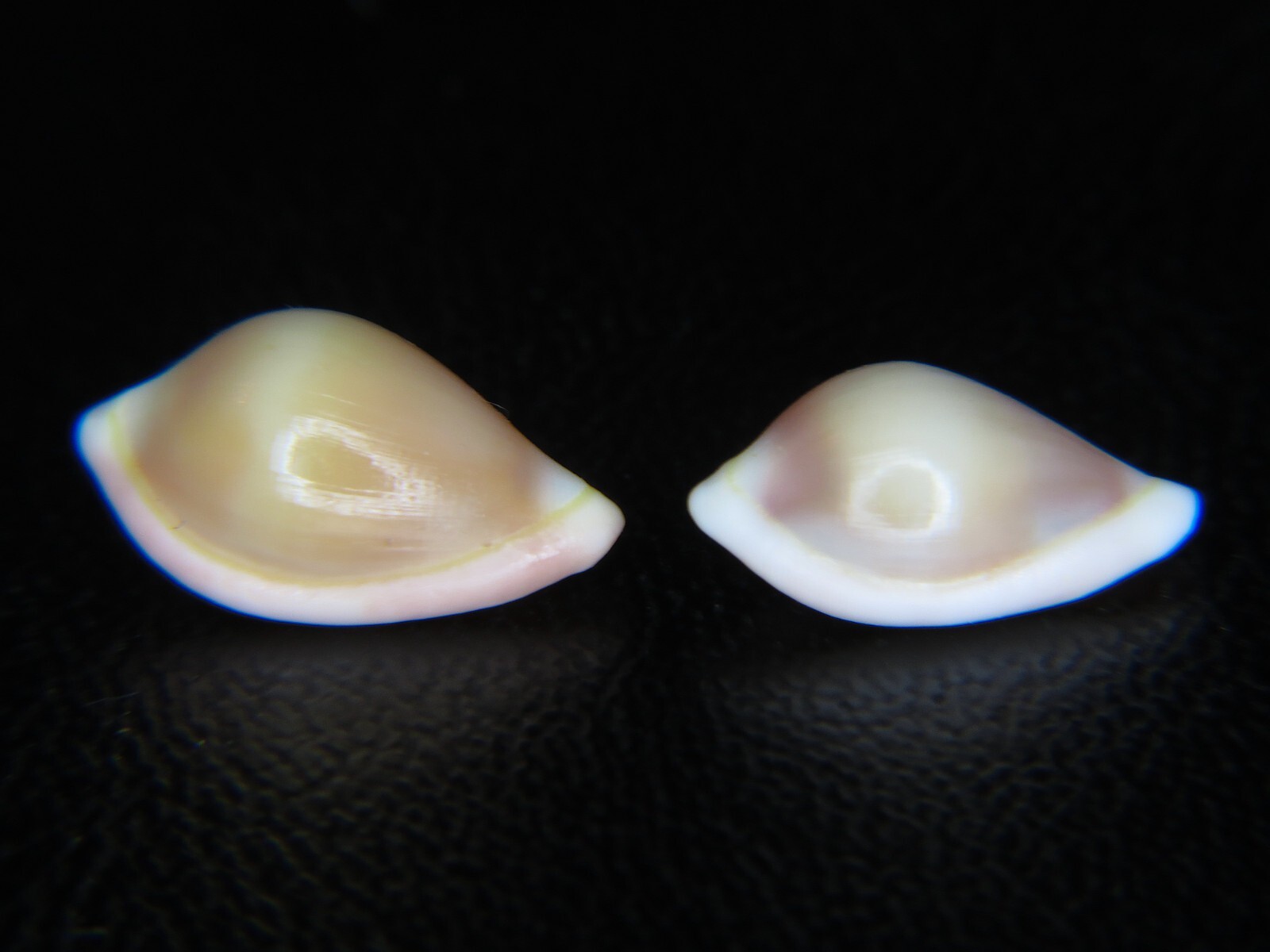 PSEUDOSIMNIA CARNEA: RARELY OFFERED DEEP-WATER OVULID PAIR @ 13.06MM & 12.07MM