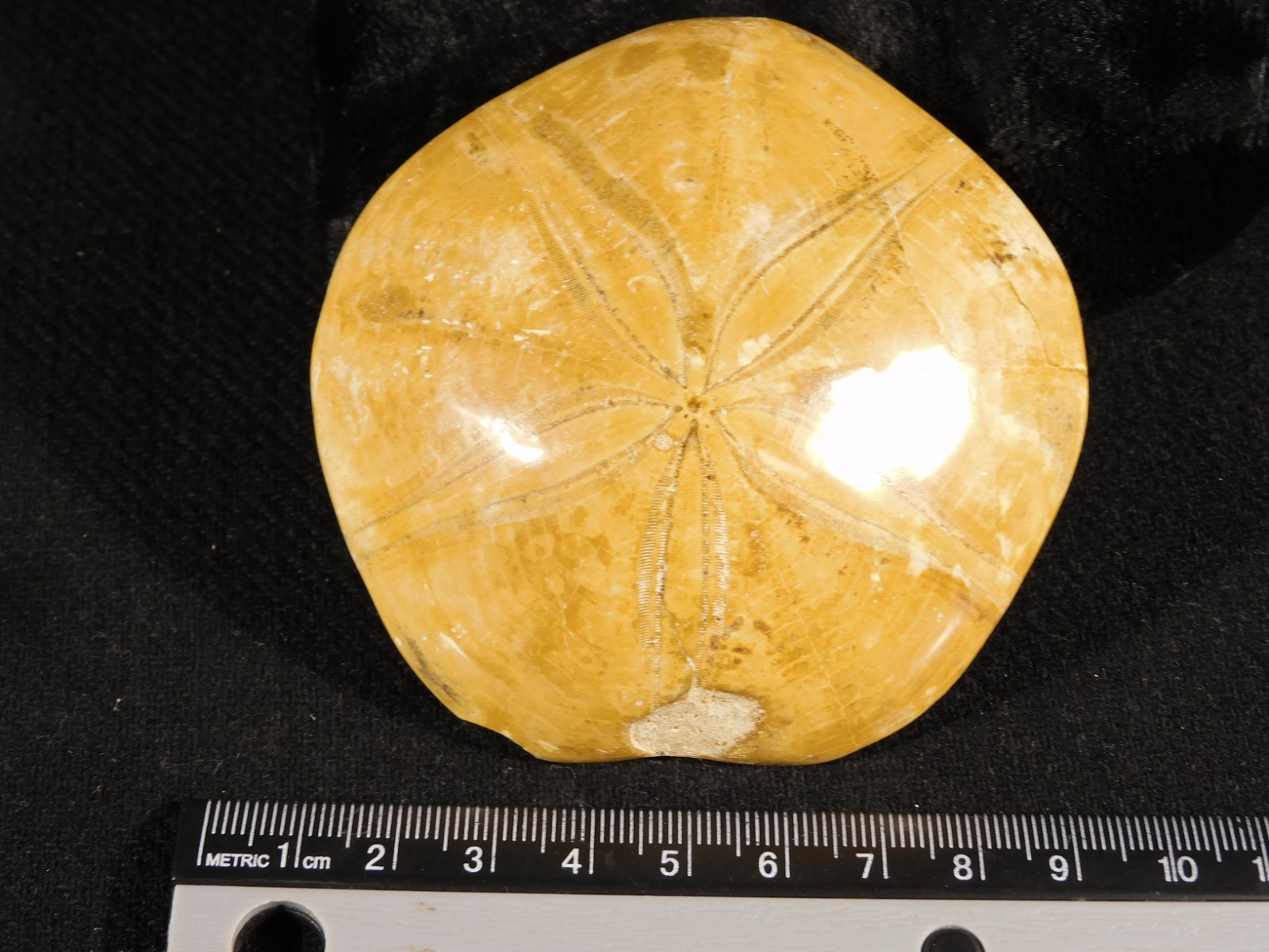 Big Polished 150 Million Year Old SAND DOLLAR Fossil Madagascar 197gr