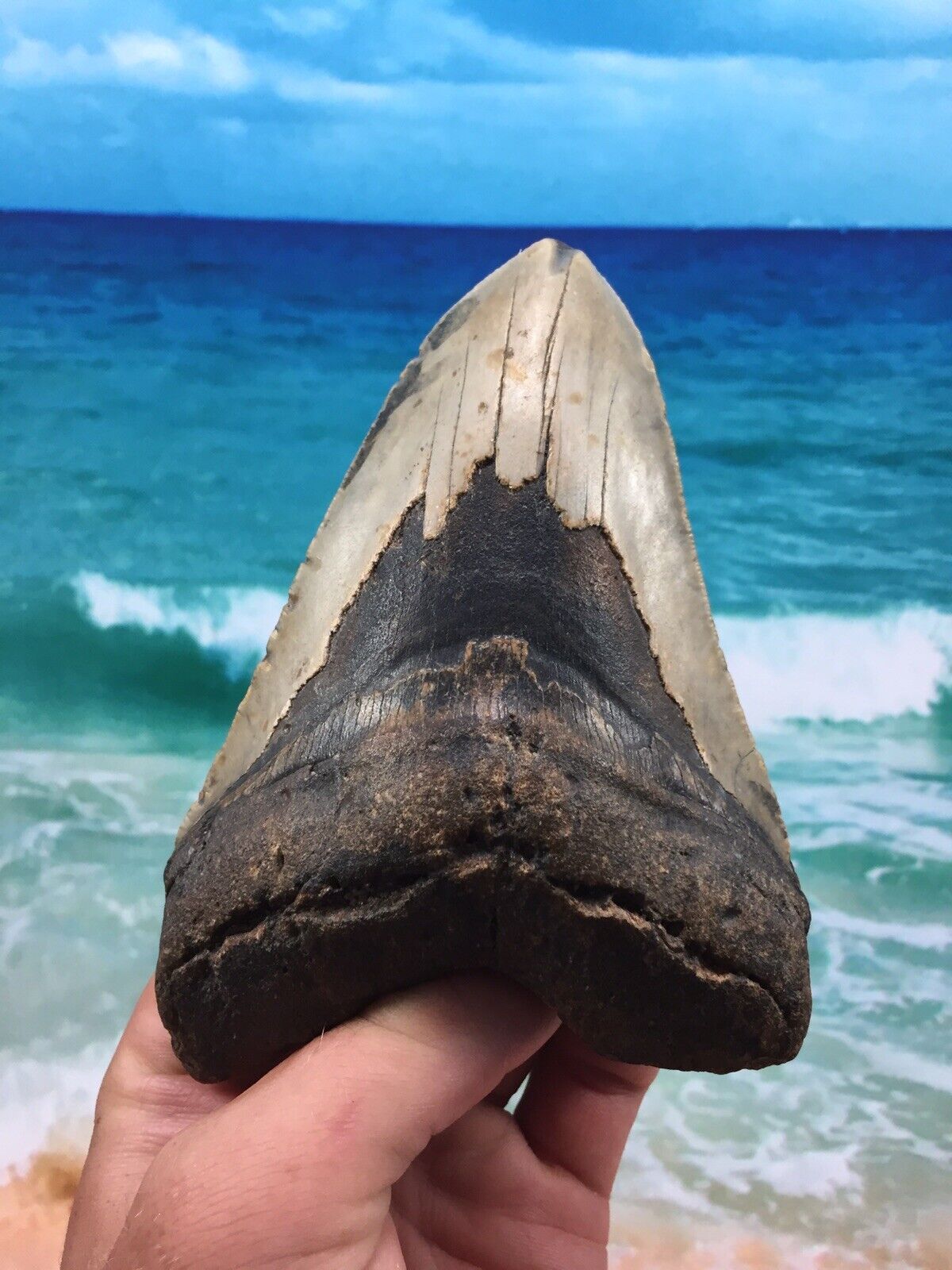 MEGALODON Fossil Orange Shark Teeth Ocean No Repair 5.59\