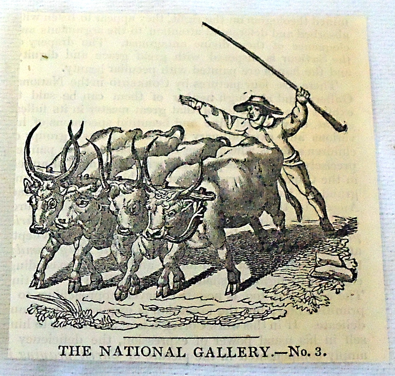 1832 small magazine engraving ~ DRIVING FOUR OXEN 