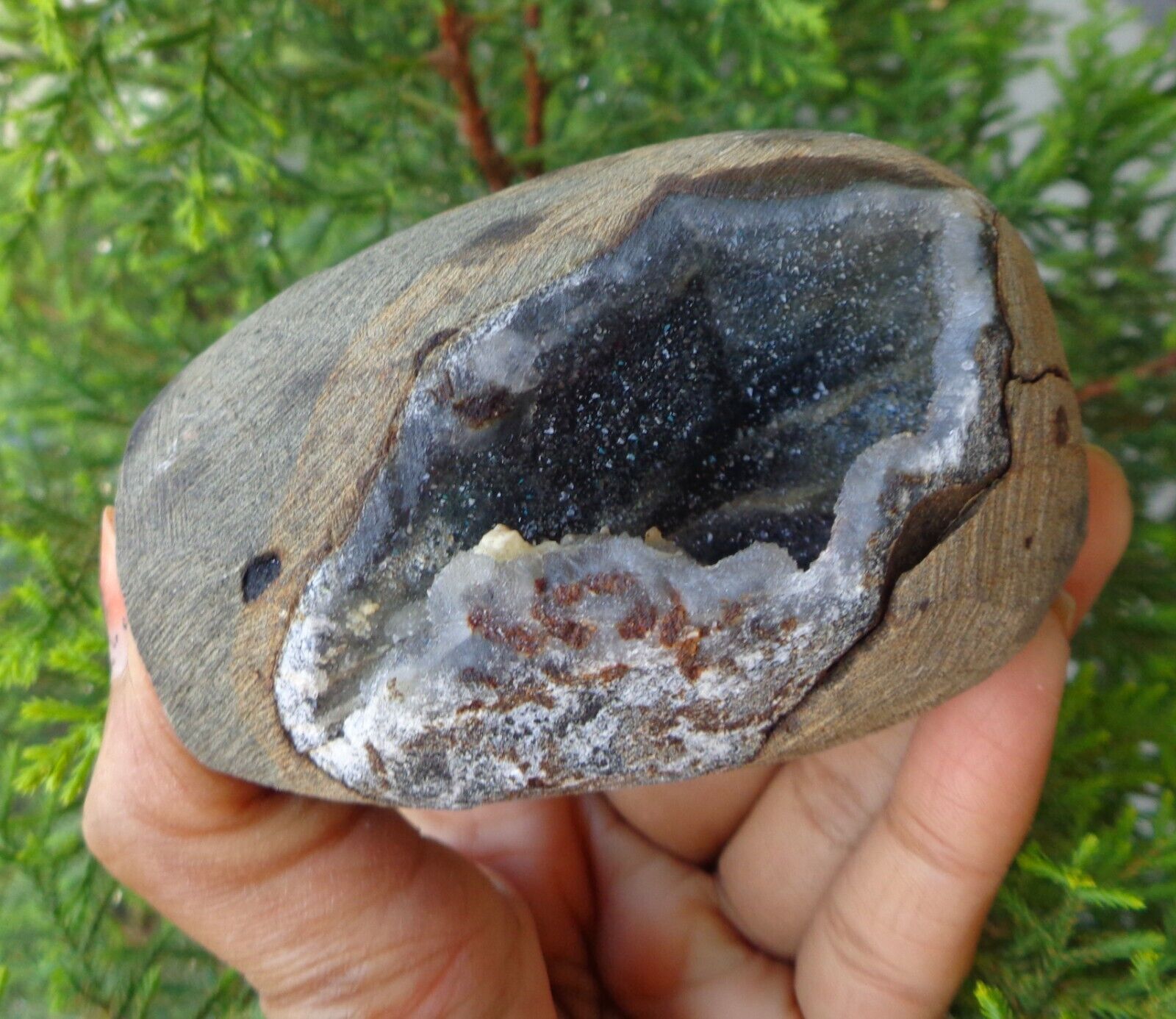Chalcedony Coral In Geode Minerals Specimen #H4