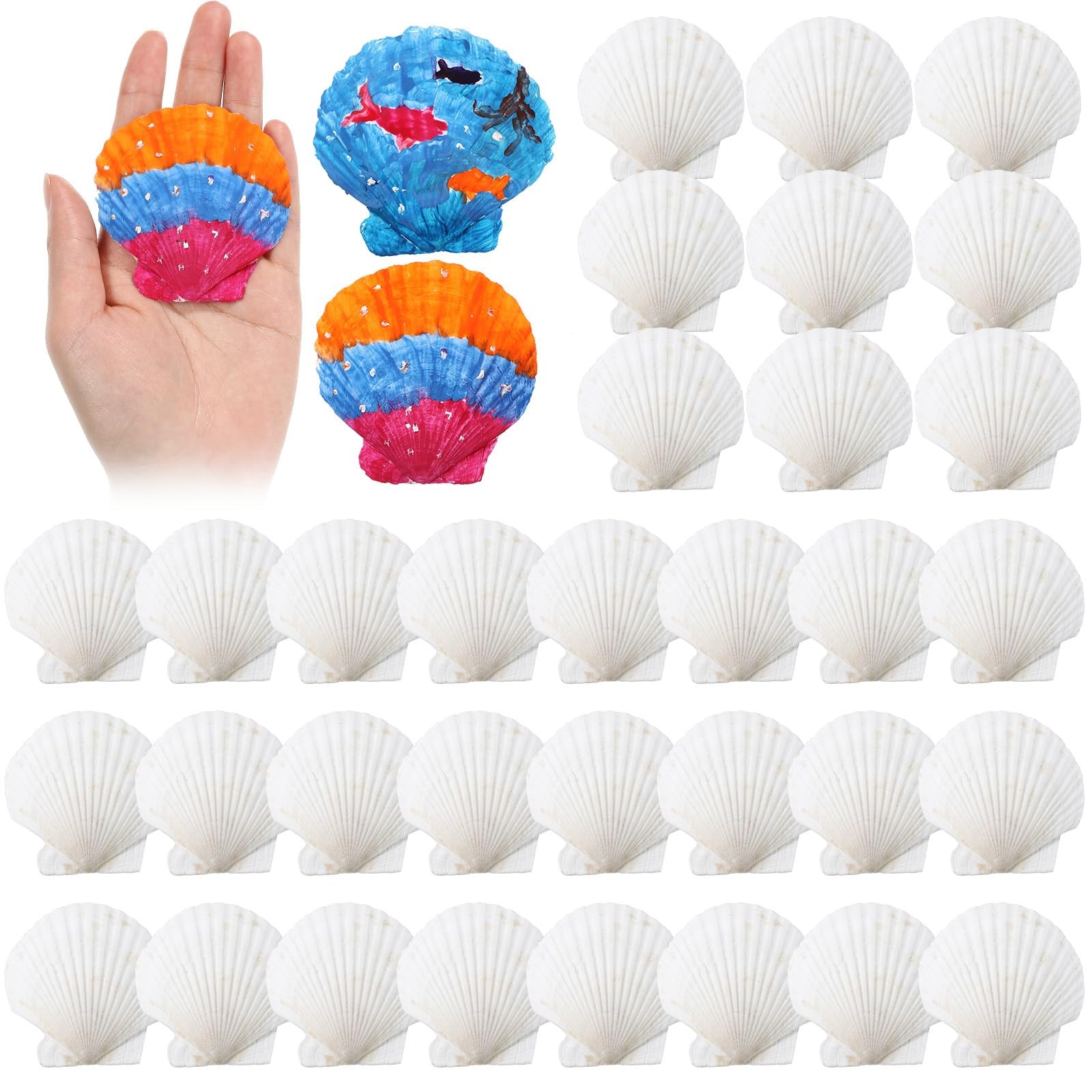 Natural Large Scallop White Oyster Sea Shells For Crafting 23 Inch 50 PCS