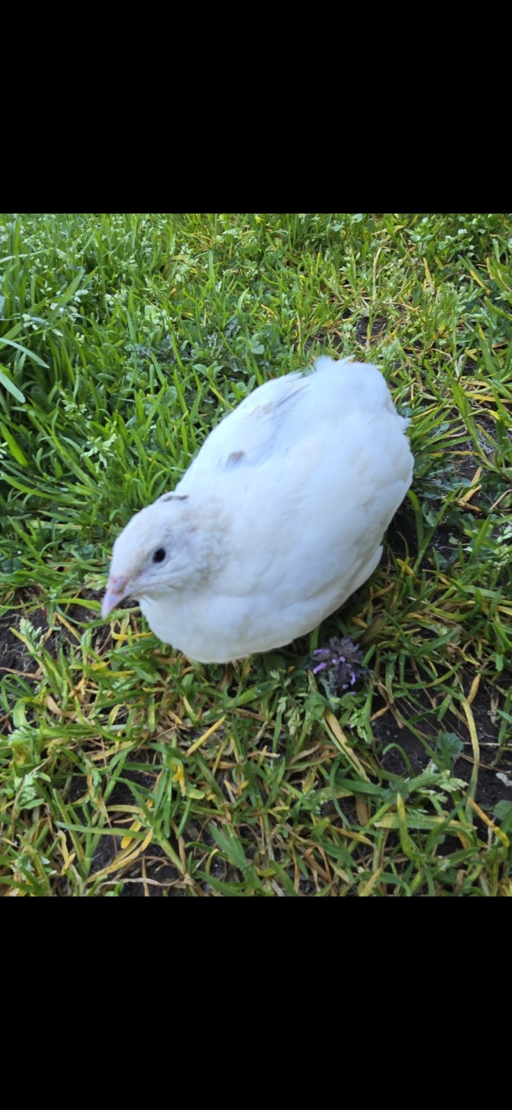15+5 Celadon Quail Hatching Eggs
