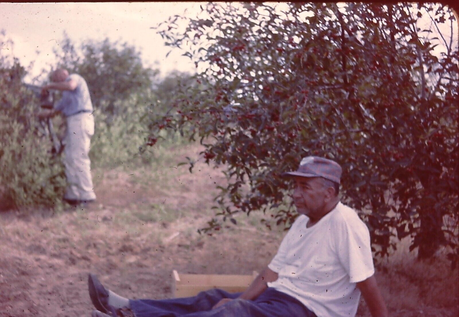 August 1962 35mm Color Slide  Man Resting Under Fruit Tree Harvest Picker