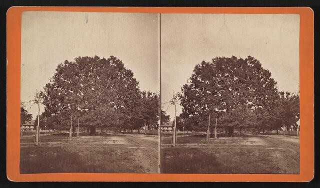 Photo:Aiken SC Richland Ave Tree-Lined Street 1900s Stereo View