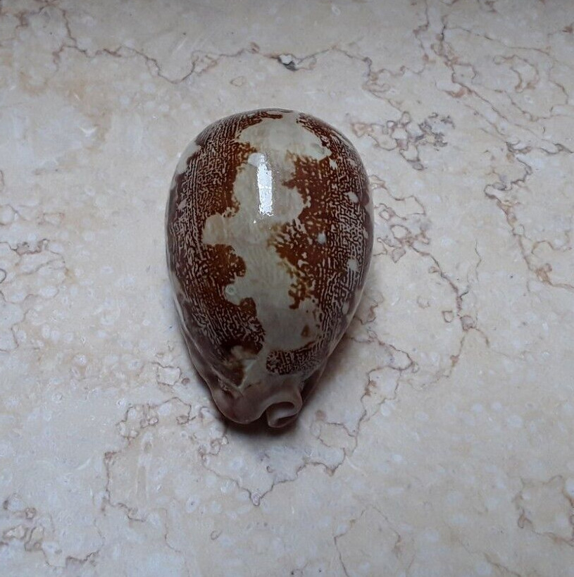 F Cypraea mappa rosea singularis HUGE SIZE 85.5mm F++++F+++ WOW great pattern