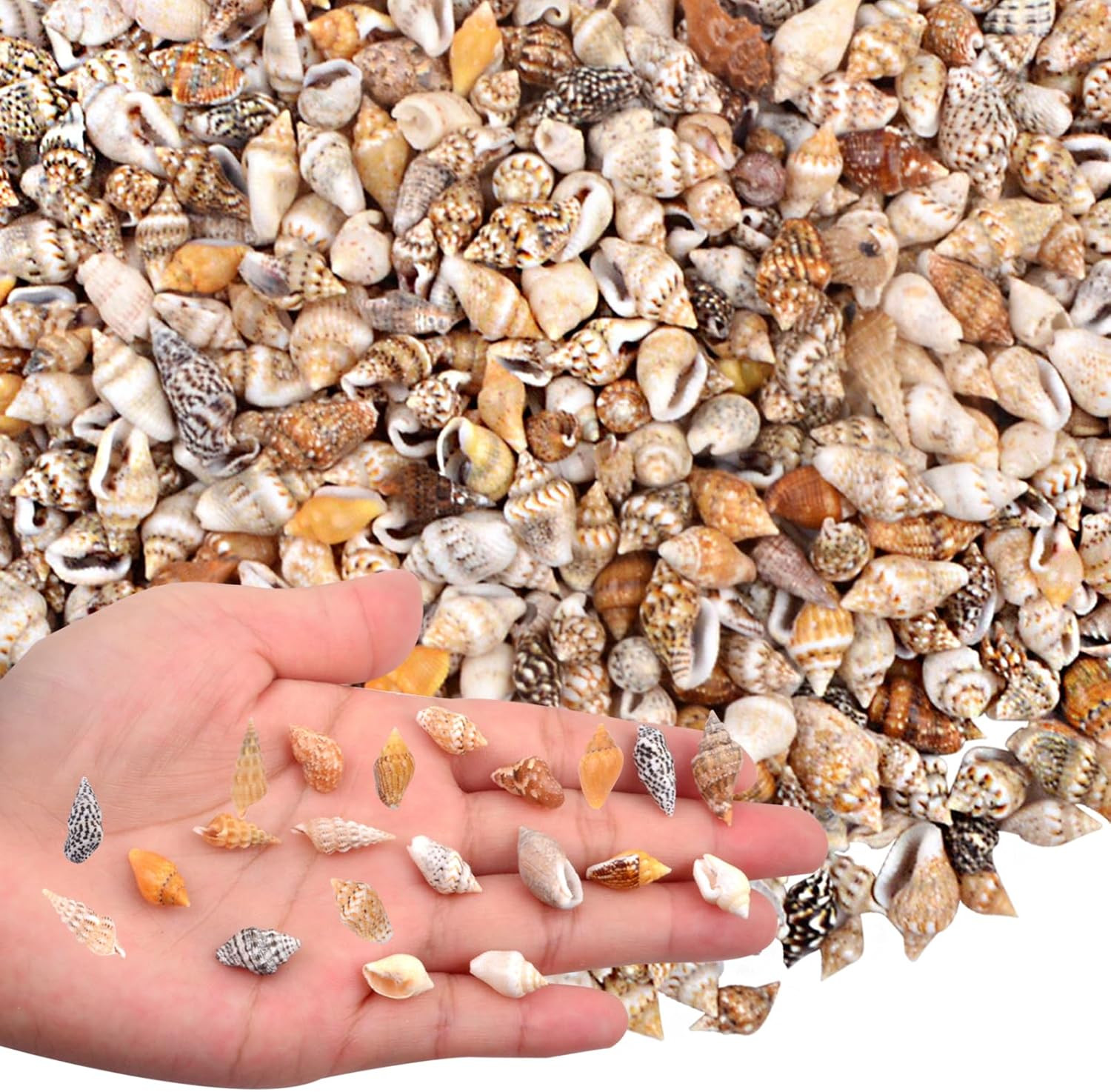 AGNURCADE about 1000Pcs(200G) Small Sea Shells Tiny Mixed Natural Spiral Conch S