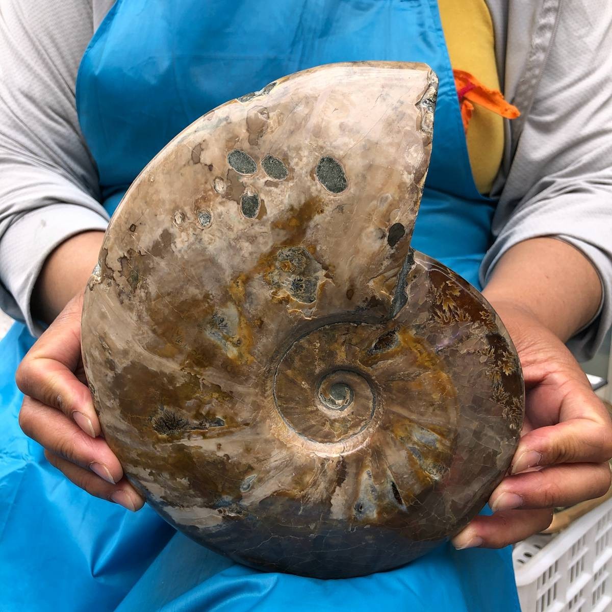 4.42LB Top Natural Horn Screw Fossil Ammonite Conch Crystal Specimen Healing
