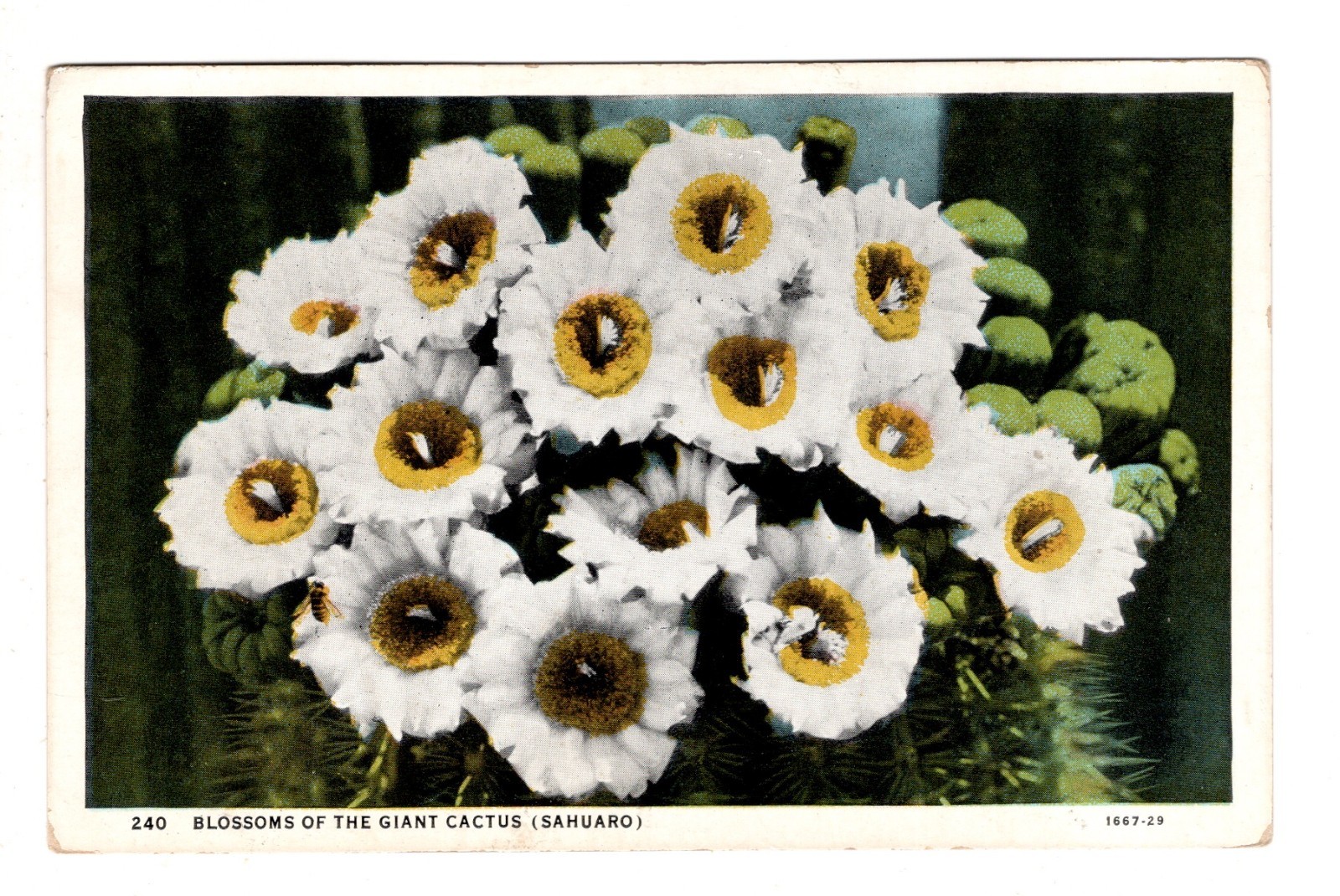 Blossoms of the Giant Cactus Sahuaro California Postcard CA
