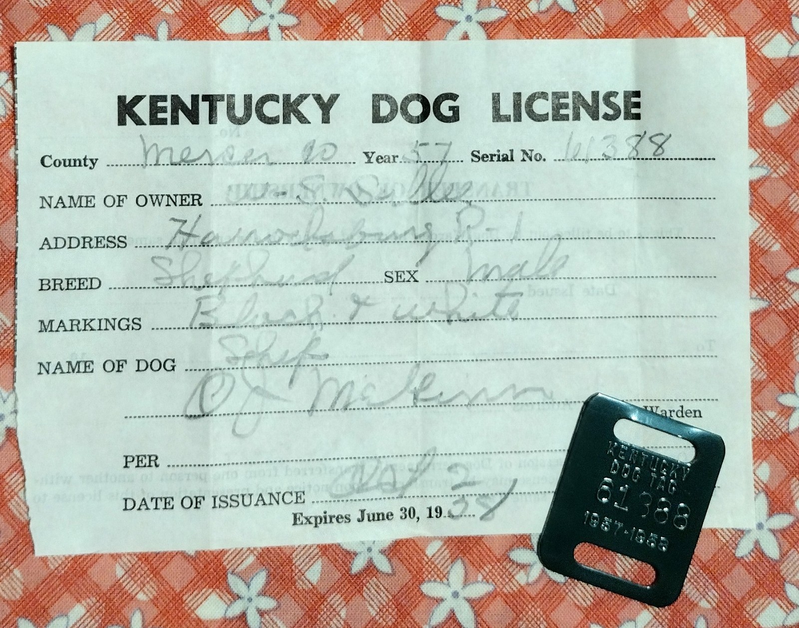 Vintage 1956-57 Kentucky Dog License with Tag - Mercer County - Great condition