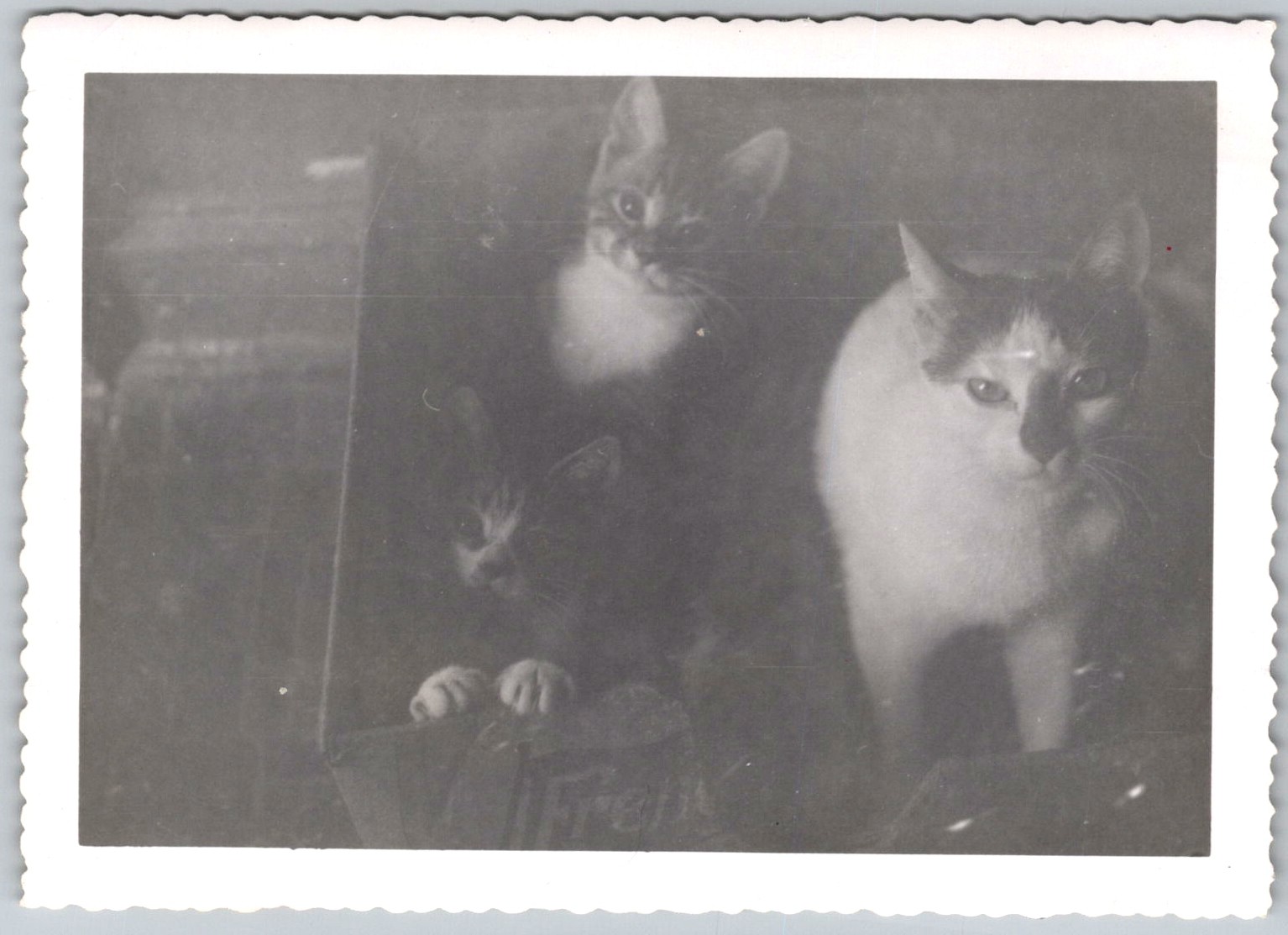 Vtg B&W Snapshot Cute Cats Kittens Peeking Out Cardboard Box Deckle Edge 1940s Vtg B&W Snapshot Cute Cats Kittens Peeking Out Cardboard Box Deckle Edge 1940s