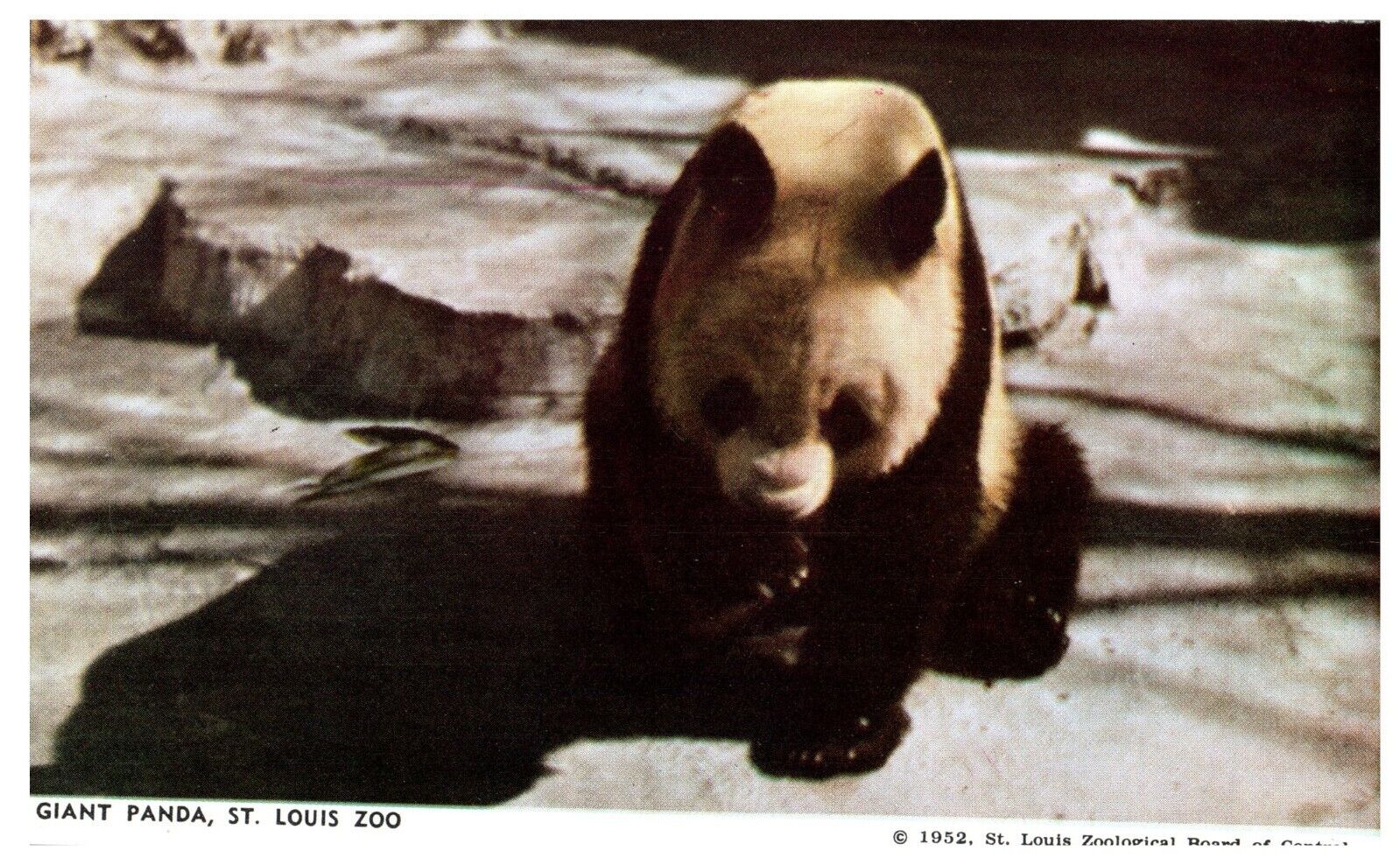Vintage Postcard Giant Panda St. Louis Zoo 
