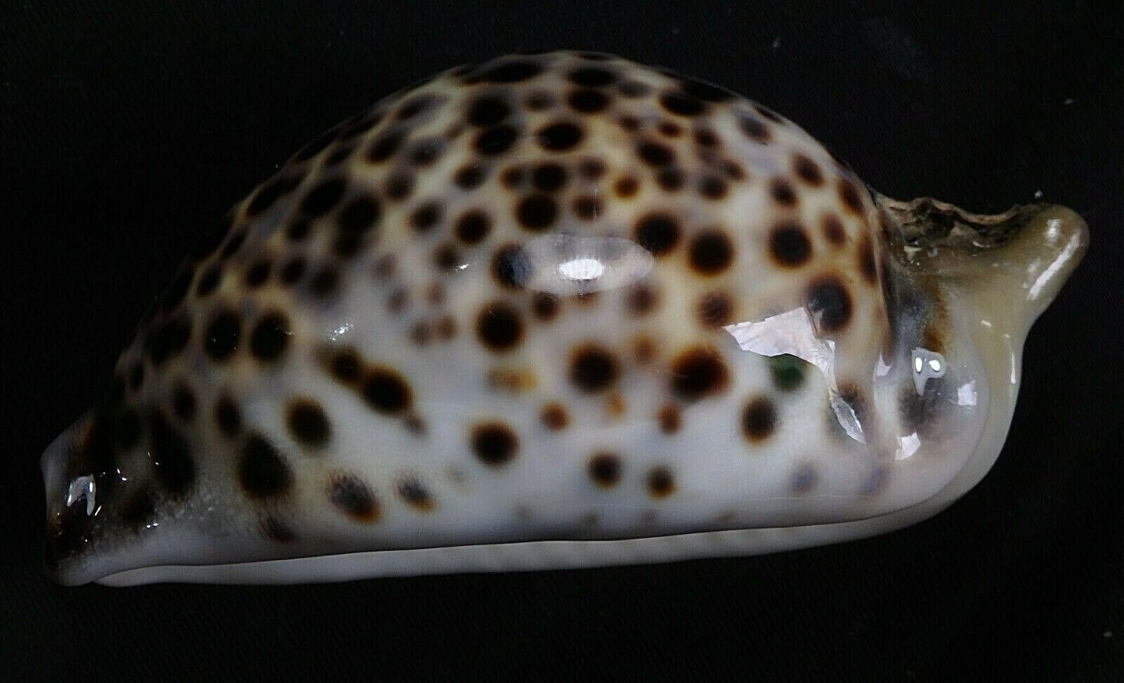 edspal shells- Cypraea tigris 70.4mm F++/F+++, amazing freak form with blister 