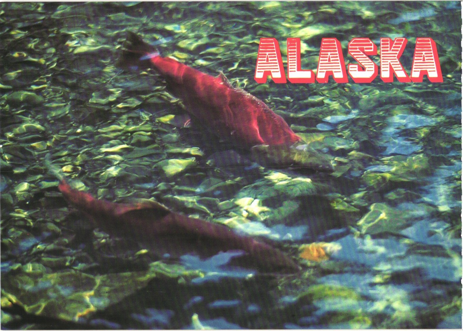 Alaska Sockeye Salmon Spawning Upstream Chrome Postcard Unused