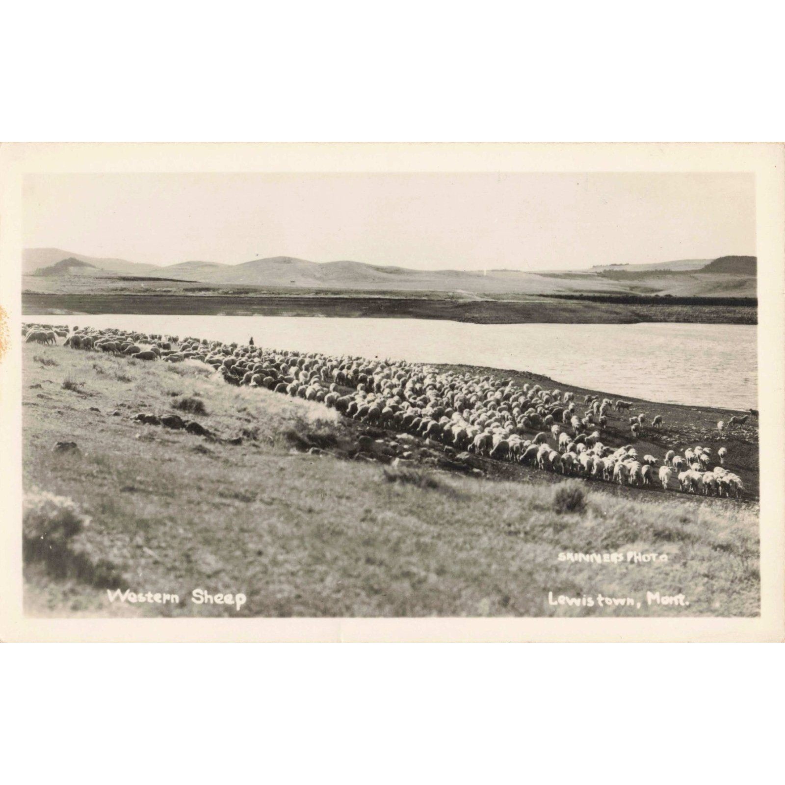 Vintage Western Sheep Lewistown Montana RPPC Skinner's Photo Postcard