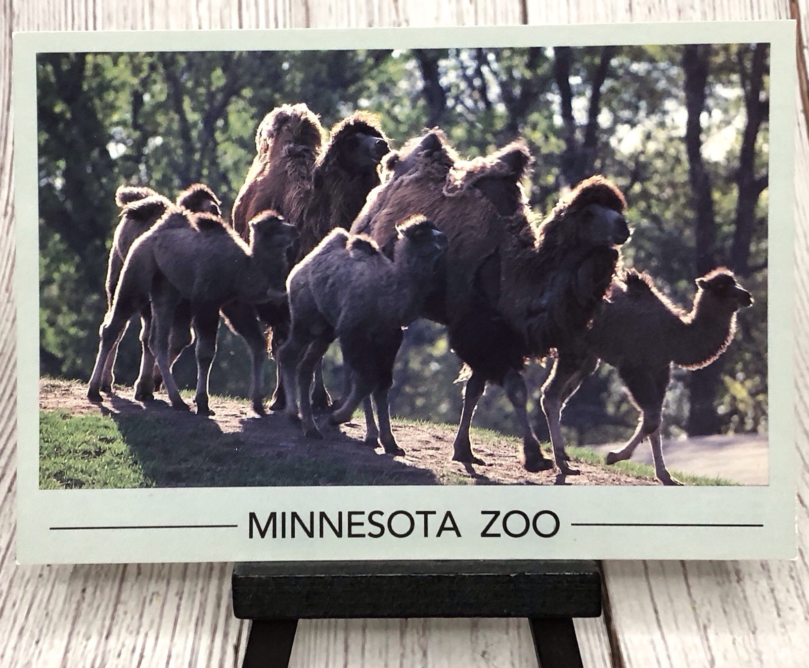 Minnesota Zoo Bactrian Camel Apple Valley MN Postcard