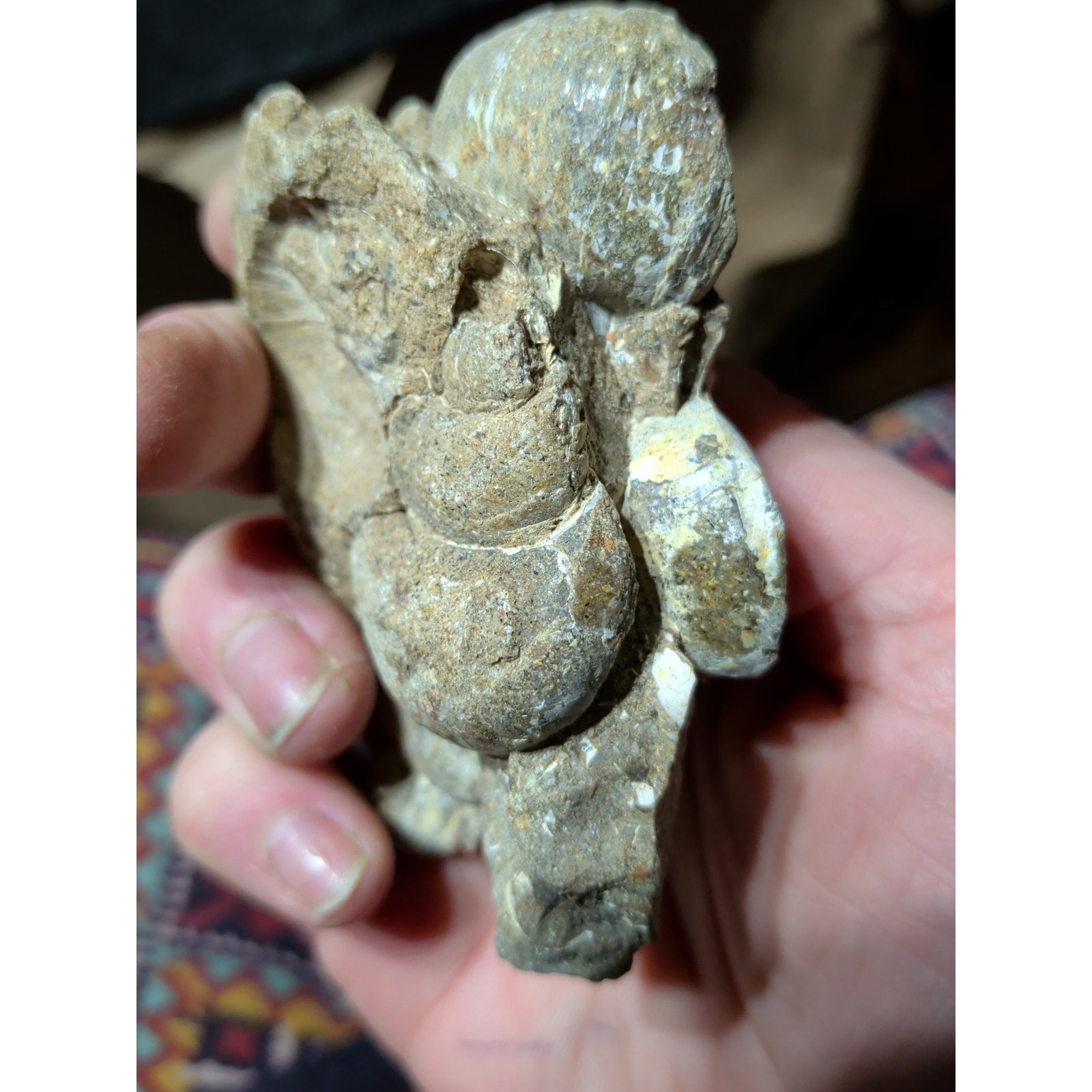 Fossilized Shell Cluster Specimen Natural Form (5.1oz)