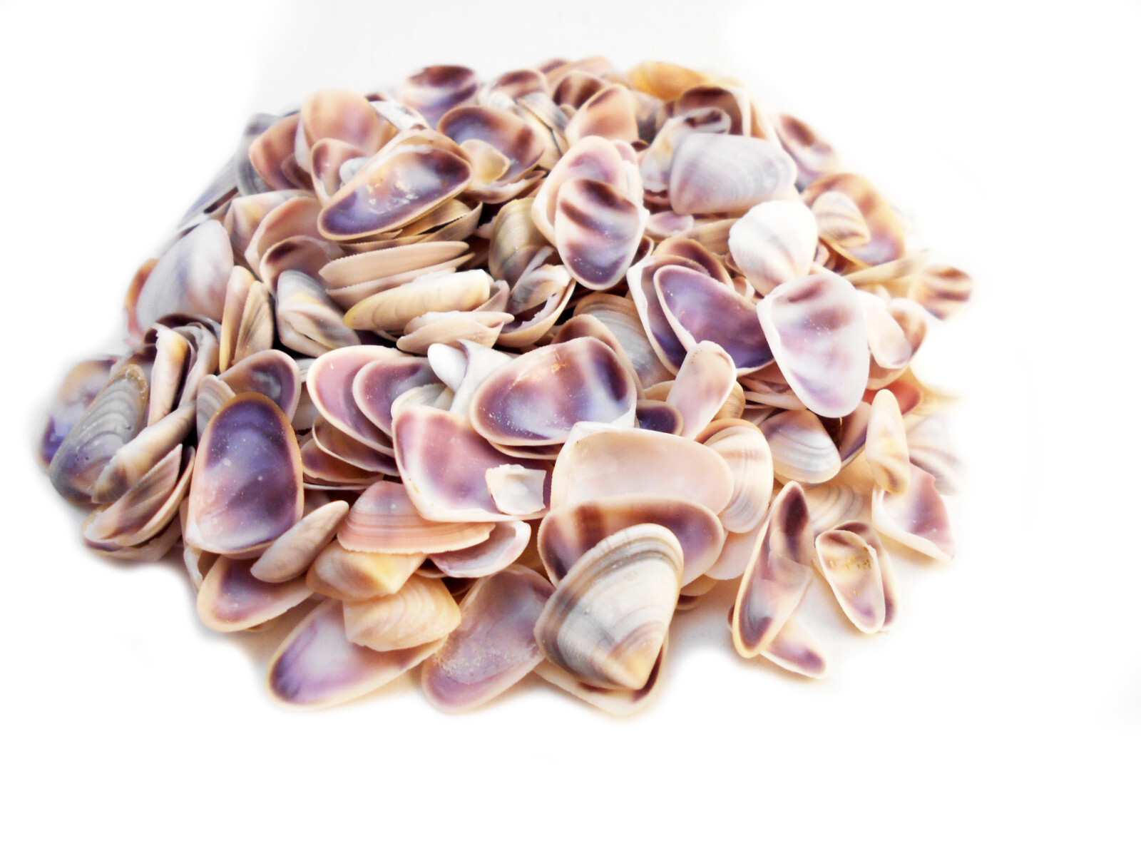4 oz (400) Small Blue White Purple Coquina Shells 1/2\