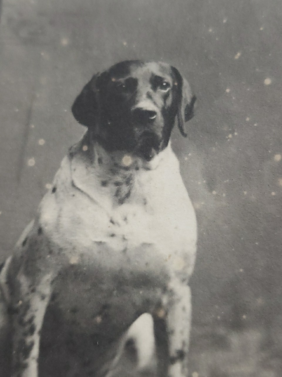 Antique 1910s Real Photo Postcard Man & Spotted Pointer Gun Hunting Dog Starry 