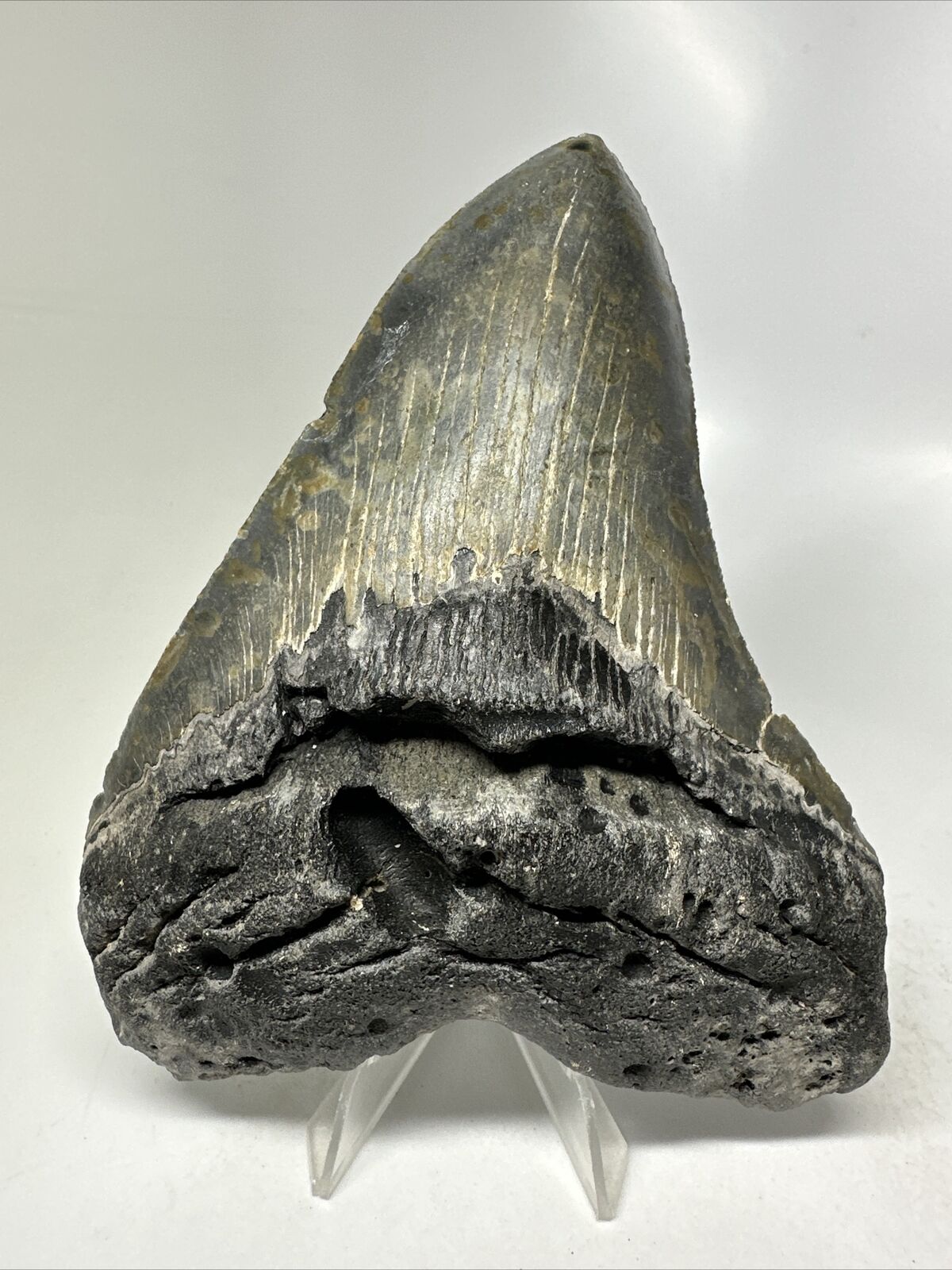 Megalodon Shark Tooth 5.46” Amazing - Colorful Fossil - Authentic 15824