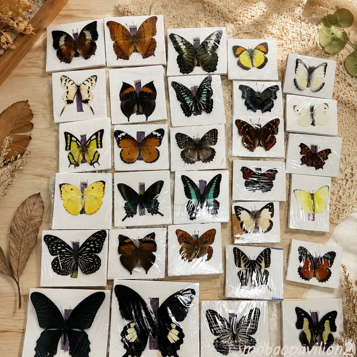 30Pcs Real Butterfly Specimen Assorted Species Nature Art Display Collection