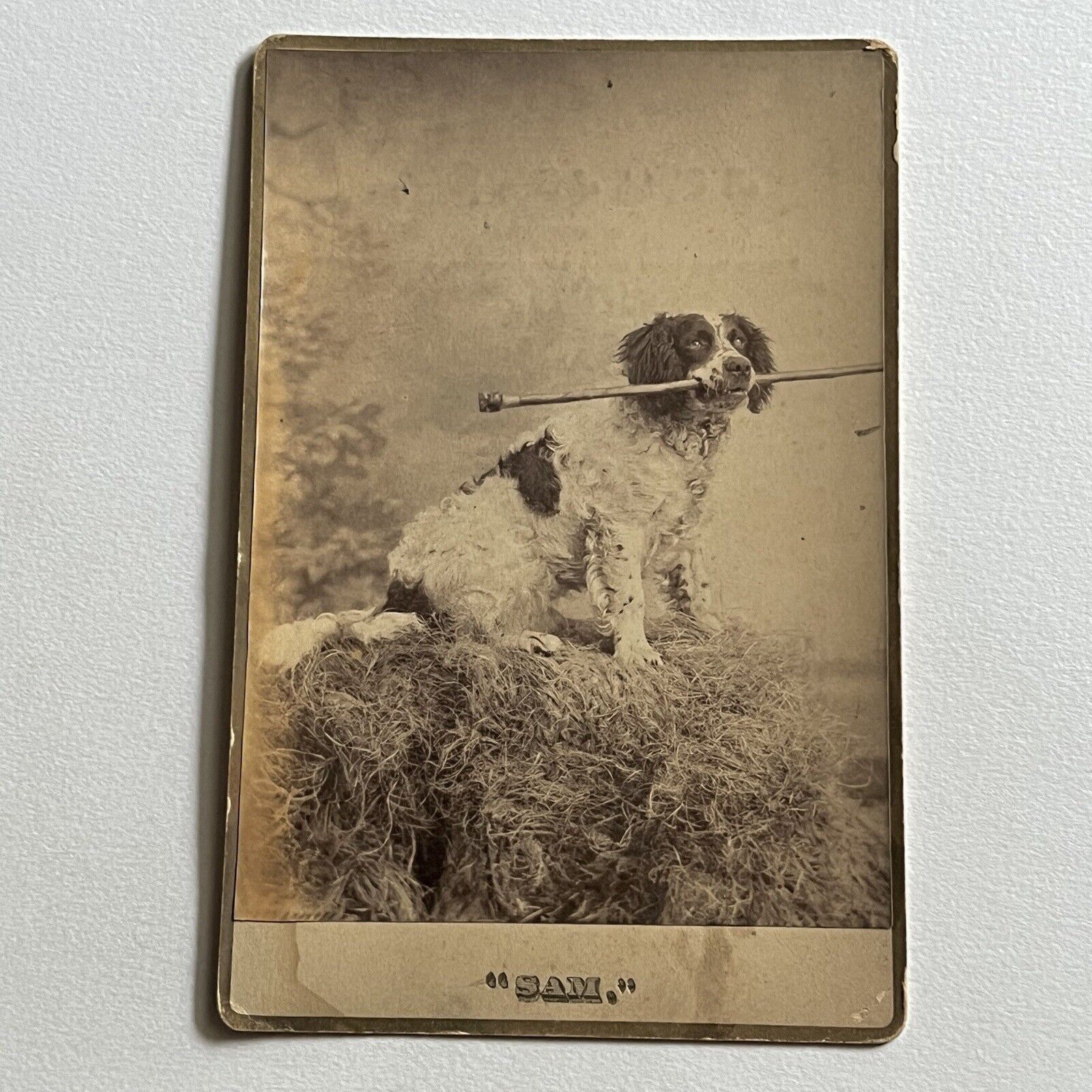Antique Cabinet Card Photograph Cocker Spaniel Dog ID Sam Higgins Must Read
