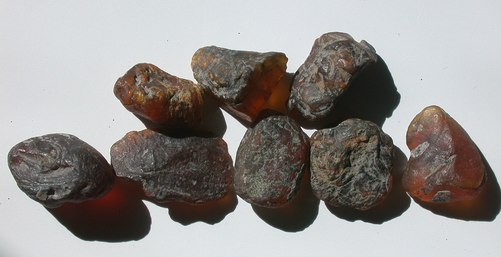 Nice Group of 8 Rough Raw Burmese Burmite Amber Fossil Stones from Dinosaur Age