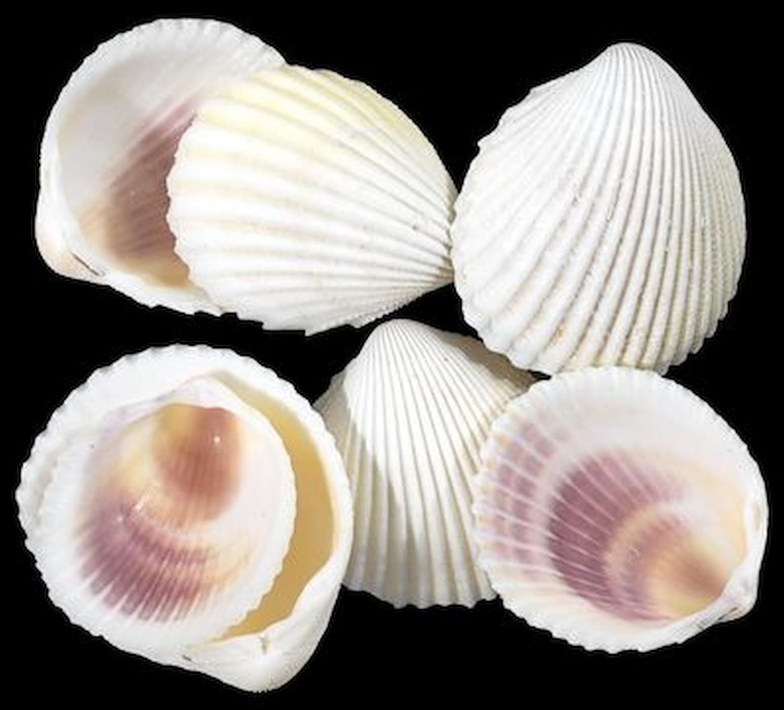 One 1/4 LBS of Rose Cockle Shell Singles - 3/4 to 2 1/2\