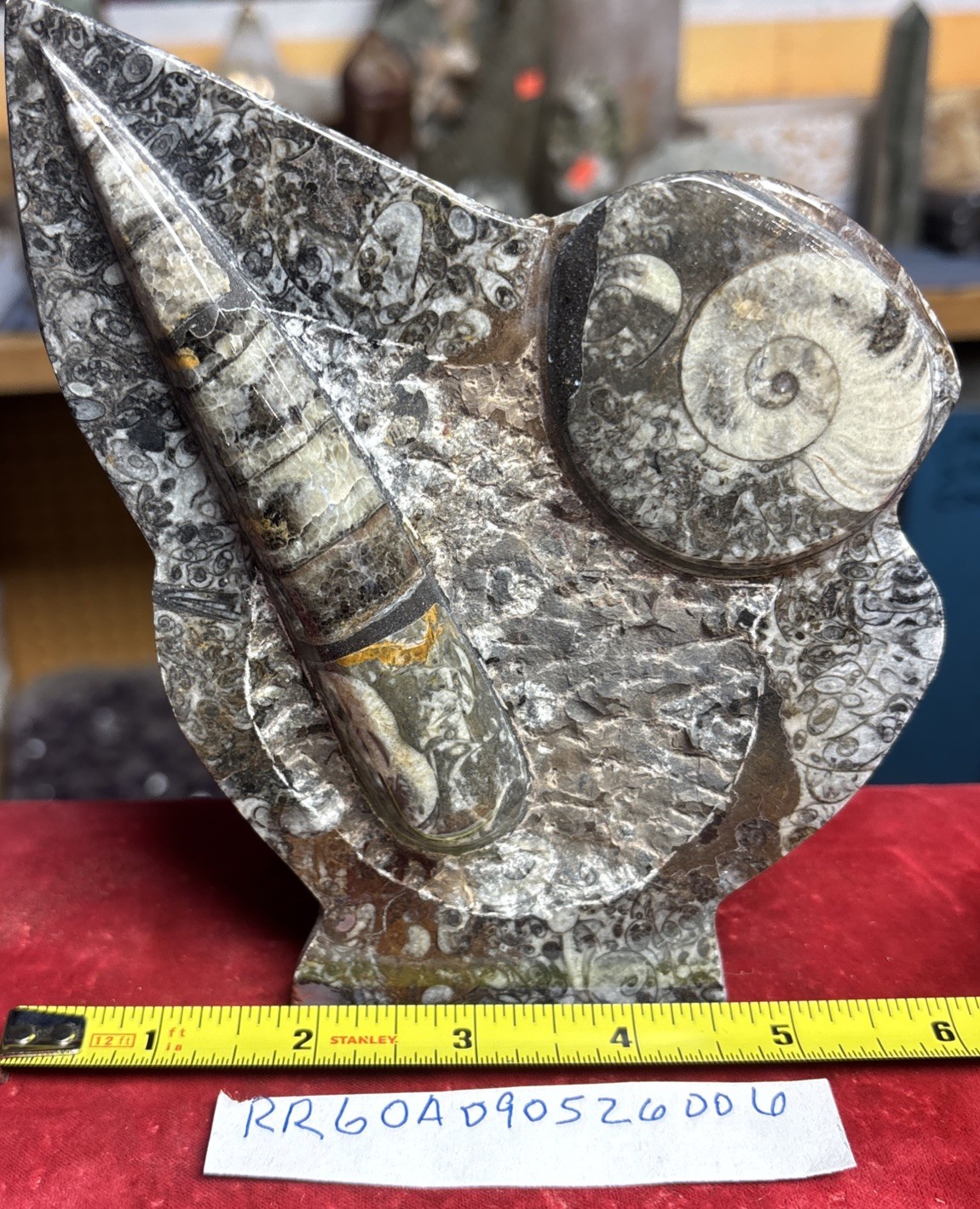 Beautiful Polished Orthoceras and Ammonite Fossil Display Piece 400 Mil Yrs.
